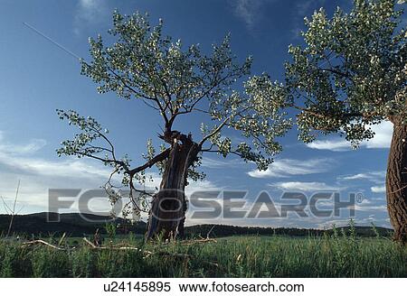 abstract, new, graphic, hispanic, mexico, tree View Large Photo Image Stock Photography - abstract, new, graphic, hispanic, mexico, tree. Fotosearch