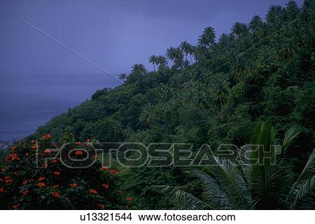 aerial, sea, caribbean, view, flora View Large Photo Image Picture - aerial, sea, caribbean, view, flora. Fotosearch