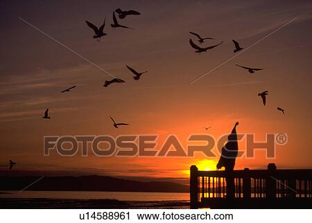 Stock Image - alameda, kind, segals, sunset, people. Fotosearch
