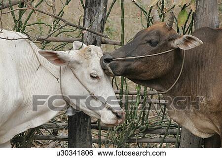 animal, cows, 2006, province, kampot, cambodia View Large Photo Image Stock Photograph - animal, cows, 2006, province, kampot, cambodia. Fotosearch