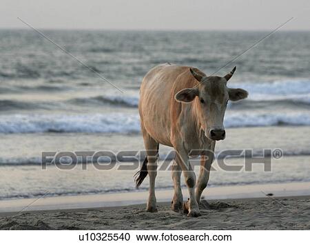 arambol, people, cow, india, person, beach View Large Photo Image Stock Image - arambol, people, cow, india, person, beach. Fotosearch