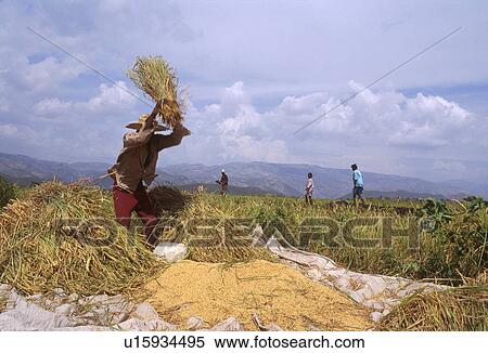 Stock Photography - artibonite, haiti, rice, threshing, farmer, 3714. Fotosearch