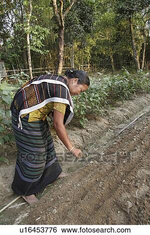 bangladesh, food, women, person, people, woman View Large Photo Image Stock Photograph - bangladesh, food, women, person, people, woman. Fotosearch