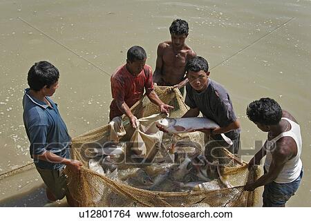 bangladesh, water, fish, person, people, business View Large Photo Image Picture - bangladesh, water, fish, person, people, business. Fotosearch