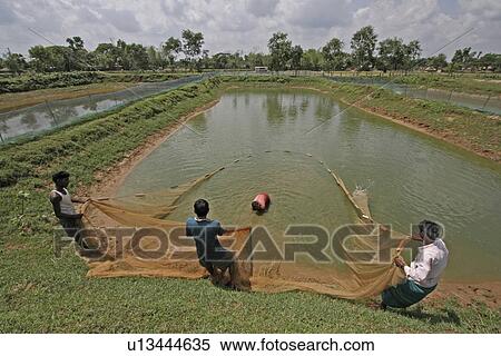bangladesh, water, fish, person, people, business View Large Photo Image Stock Photography - bangladesh, water, fish, person, people, business. Fotosearch