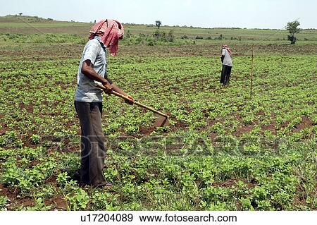 beans, person, soy, farming, cambodia, people View Large Photo Image Stock Photo - beans, person, soy, farming, cambodia, people. Fotosearch