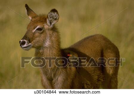 Picture - bird, defassa, tick, antelope, waterbuck, female. Fotosearch