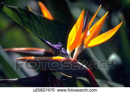 bird, flowers, gold, bright, blossoms, flora View Large Photo Image Stock Image - bird, flowers, gold, bright, blossoms, flora. Fotosearch