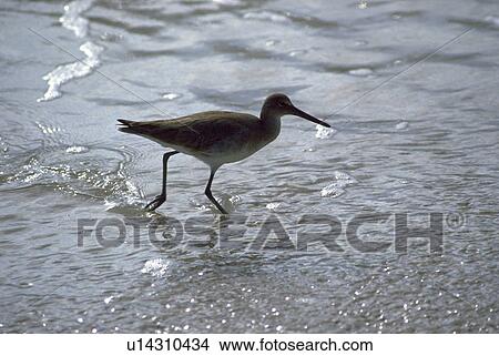 Picture - bird, sanibel, beach, sandpiper. Fotosearch