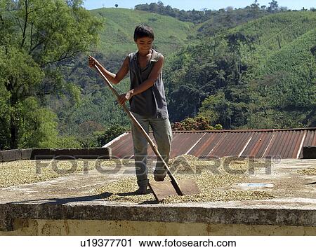 boy, coffee, honduras, sun, person, people View Large Photo Image Stock Image - boy, coffee, honduras, sun, person, people. Fotosearch