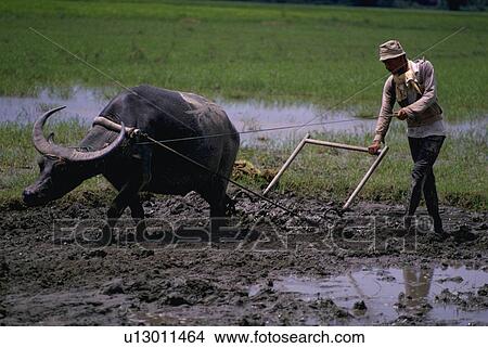 buffalo, farming, rice, plowing, male View Large Photo Image Picture - buffalo, farming, rice, plowing, male. Fotosearch