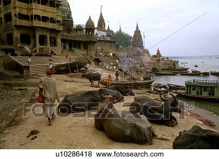 Stock Photo - buffalo, people, india, 3404, person, water. Fotosearch