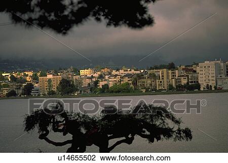 Stock Image - ca, tree, oakland, merritt, lake, water. Fotosearch