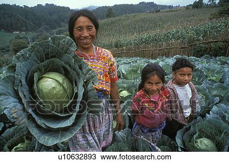cabbage, people, guatemala, children, person, woman View Large Photo Image Stock Image - cabbage, people, guatemala, children, person, woman. Fotosearch