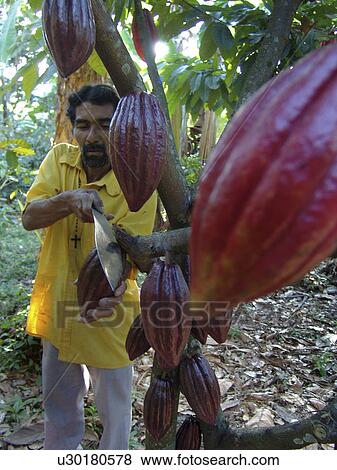 Stock Photo - cacao, person, harvesting, farmer, nicaragua, people. Fotosearch