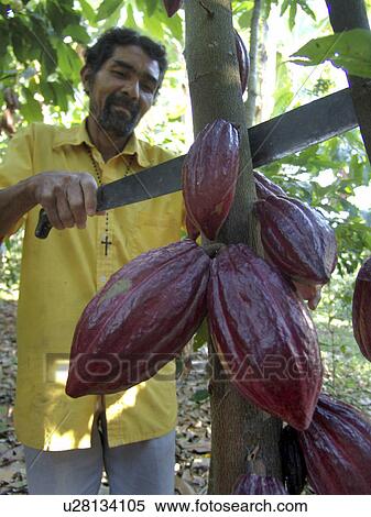Stock Photography - cacao, person, harvesting, farmer, nicaragua, people. Fotosearch