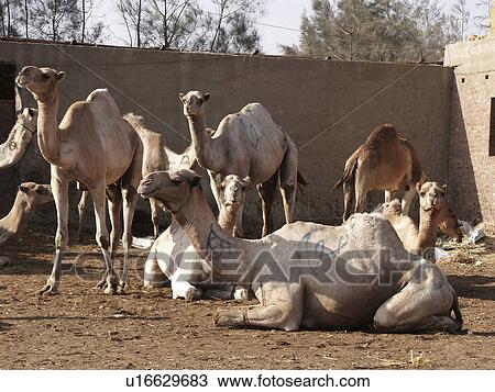 Stock Image - cairo, person, market, camel, egypt, people. Fotosearch
