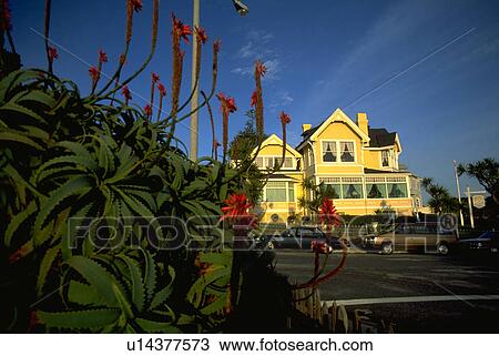 Stock Image - california, house, monterey, grove, pacific, flower. Fotosearch