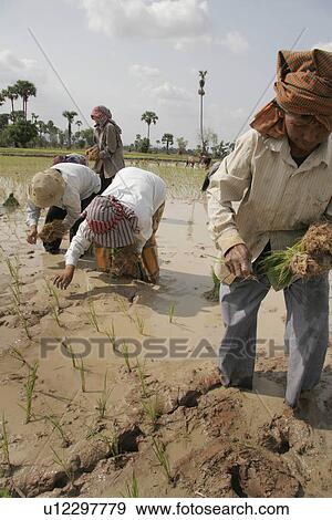 Stock Photo - cambodia, food, women, person, people, woman. Fotosearch