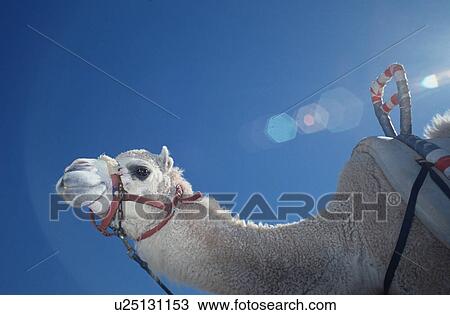 Camelus, saddle, domesticated, one-humped, dromedary, camel View Large Photo Image Stock Image - Camelus, saddle, domesticated, one-humped, dromedary, camel. Fotosearch