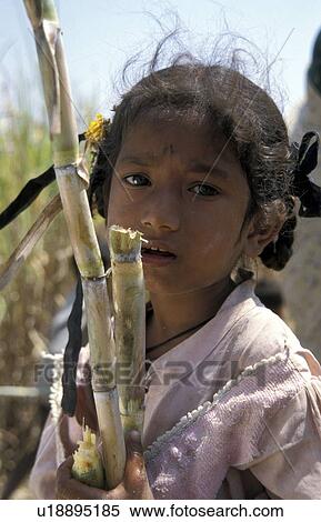 Stock Photography - cane, girl, sugar, india, person, people. Fotosearch
