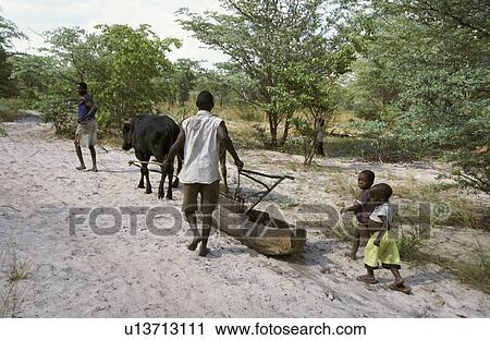 Stock Image - canoe, person, pulling, oxen, zambia, people. Fotosearch