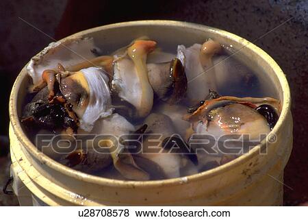 caribbean, cracked, bahamas, grand, conch, freshly View Large Photo Image Stock Photo - caribbean, cracked, bahamas, grand, conch, freshly. Fotosearch
