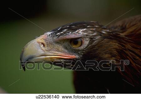 chrysaetos, tailed, aquila, eagle, golden, wedged View Large Photo Image Stock Image - chrysaetos, tailed, aquila, eagle, golden, wedged. Fotosearch