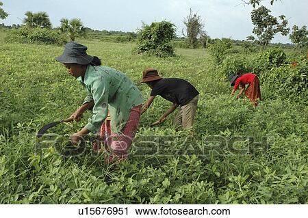 Stock Image - cleaning, people, won, cambodia, person, family. Fotosearch