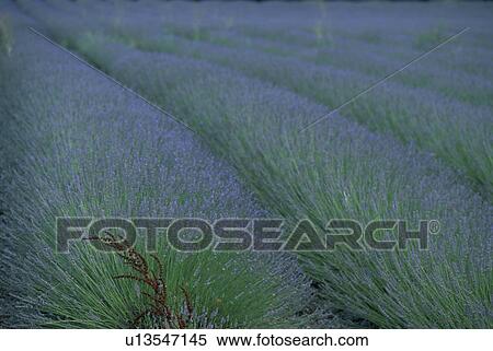 closeup, nature, field, rows, lavender, flowers View Large Photo Image Stock Photography - closeup, nature, field, rows, lavender, flowers. Fotosearch