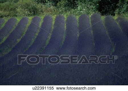 closeup, nature, field, rows, lavender, flowers View Large Photo Image Stock Photography - closeup, nature, field, rows, lavender, flowers. Fotosearch