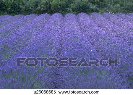 closeup, nature, field, rows, lavender, flowers View Large Photo Image Stock Photography - closeup, nature, field, rows, lavender, flowers. Fotosearch