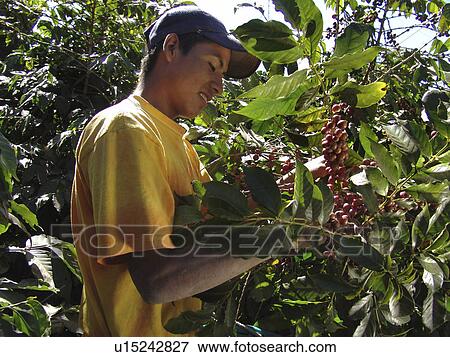 Stock Photo - coffee, indigenous, guatemala, person, people. Fotosearch