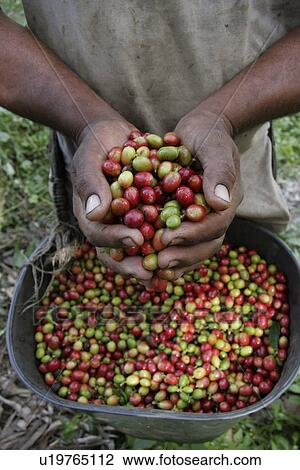 Stock Image - coffee, male, venezuela, person, people. Fotosearch