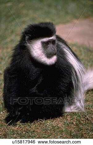 Stock Photograph - colobus, or, white, black, eastern, guereza. Fotosearch