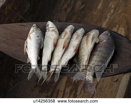 Stock Photo - colombia, pattern, fish, person, nature, people. Fotosearch