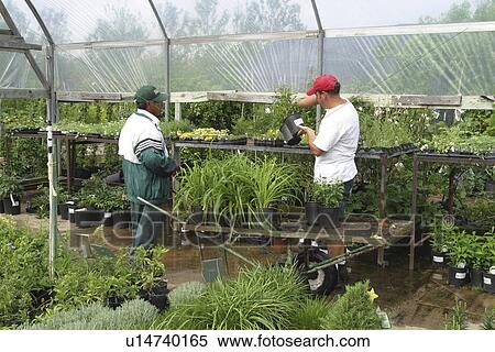 Stock Photography - commerce, Richardson, retail, display, nursery, Texas. Fotosearch