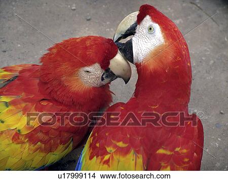 Picture - copan, person, macaws, tame, honduras, people. Fotosearch