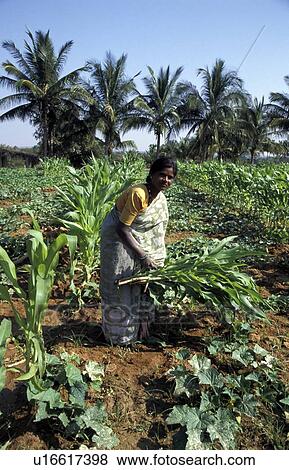 Stock Photo - corn, person, harvesting, krishnamana, india, people. Fotosearch