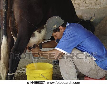 cow, person, milking, farmer, salvador, people View Large Photo Image Stock Photo - cow, person, milking, farmer, salvador, people. Fotosearch