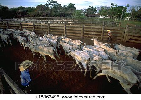 Stock Photograph - cowboy, cattle, herd, directs, pantanerio. Fotosearch