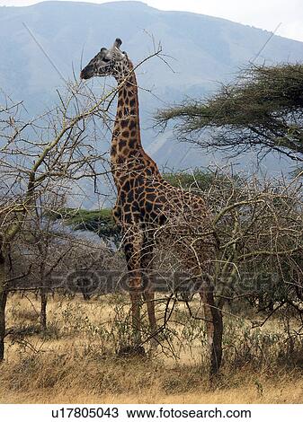 crater, person, ngorongoro, giraffe, tanzania, people View Large Photo Image Stock Image - crater, person, ngorongoro, giraffe, tanzania, people. Fotosearch