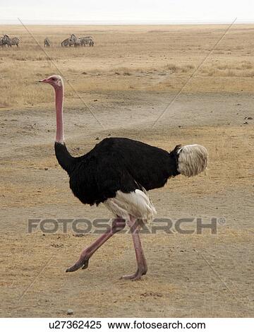 crater, person, ngorongoro, ostrich, tanzania, people View Large Photo Image Stock Photography - crater, person, ngorongoro, ostrich, tanzania, people. Fotosearch