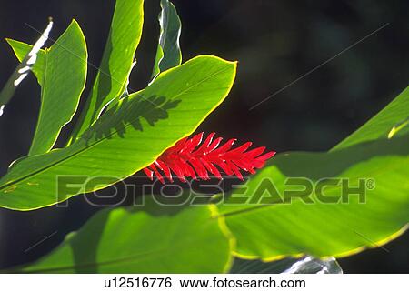 Stock Photograph - cultivated, flowers, red, scarlet, blossoms, flora. Fotosearch