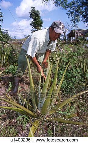 Stock Image - cultivating, person, farmer, hispanic, mexico, people. Fotosearch