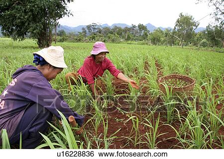 cultivating, person, females, thailand, women, people View Large Photo Image Stock Photograph - cultivating, person, females, thailand, women, people. Fotosearch