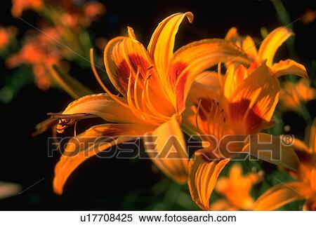 Stock Photography - day, flowers, gold, red, blossoms, flora. Fotosearch