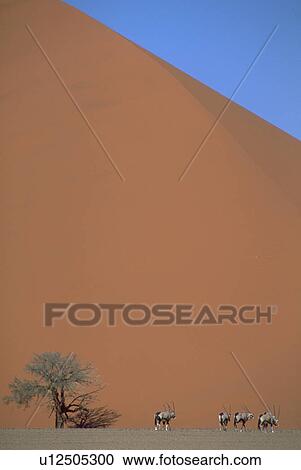 desert, walking, namib, dune, sand, gemsbok View Large Photo Image Stock Image - desert, walking, namib, dune, sand, gemsbok. Fotosearch