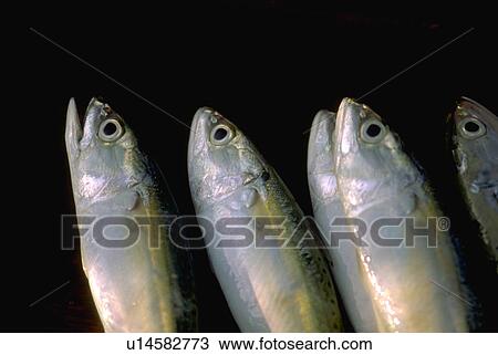 detail, pattern, texture, fish, nature, food View Large Photo Image Stock Image - detail, pattern, texture, fish, nature, food. Fotosearch