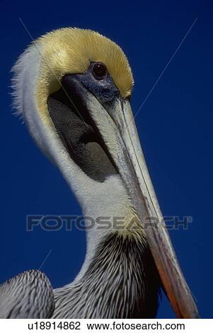 everglades, pelican, florida, occidentalis, pelecanus, brown View Large Photo Image Stock Image - everglades, pelican, florida, occidentalis, pelecanus, brown. Fotosearch